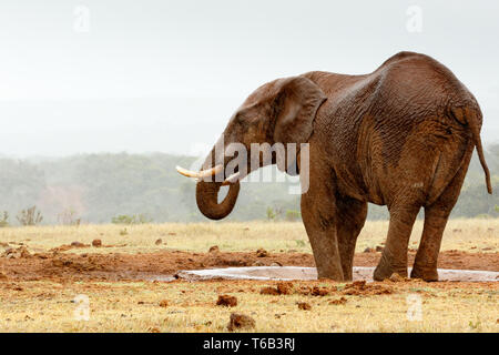 Bush Elephant with his feet in the dam Stock Photo