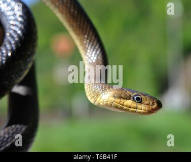 Aesculap Rat Snake, Zamensis longissimus, Elaphe longissima, Europe ...