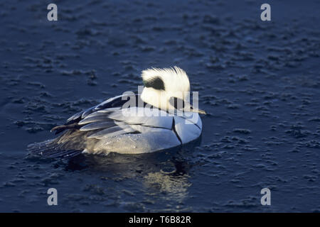 Smew nests mainly in tree holes  -  Mergellus albellus Stock Photo