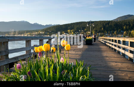 Port Moody, British Columbia Canada - Spring tulips on the pier at Rocky Point Park. Stock Photo