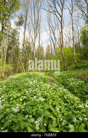 Wild garlic, Allium ursinum, growing in deciduous, public woodland, with mostly ash and beech trees and a few fir trees, at the end of April. North Do Stock Photo