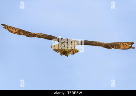 eurasian eagle-owl in flight Stock Photo