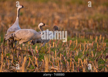 common crane in a German bog Stock Photo