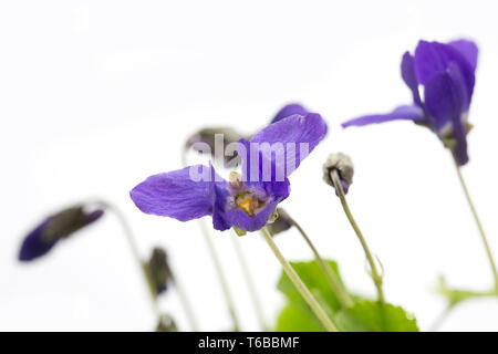 Horned or Tufted Pansy Stock Photo