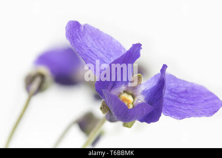 Horned or Tufted Pansy Stock Photo