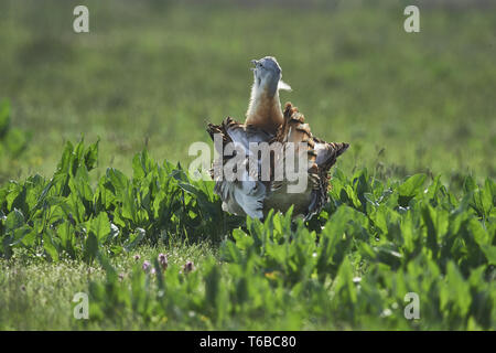 Giant bustard, Otis tarda, Brandenburg, east Germany Stock Photo