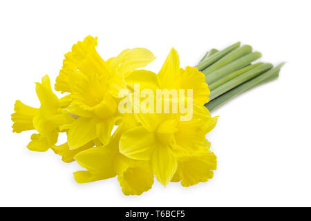 jonquil or narcissus, Narcissus jonquilla, family Liliaceae Stock Photo