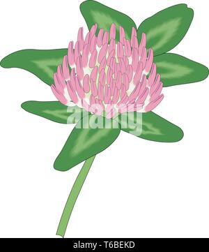clover vector illustration Stock Vector Image & Art - Alamy