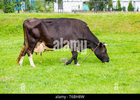 Cow grazes on a green lawn Stock Photo