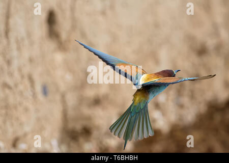 bee-eater in flight Stock Photo