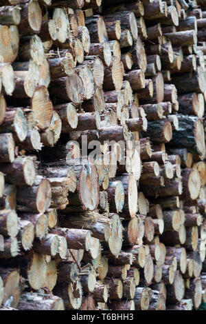 Stacked tree trunks at the edge of the forest Stock Photo