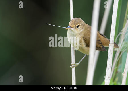 Marsh warbler in the reed Stock Photo