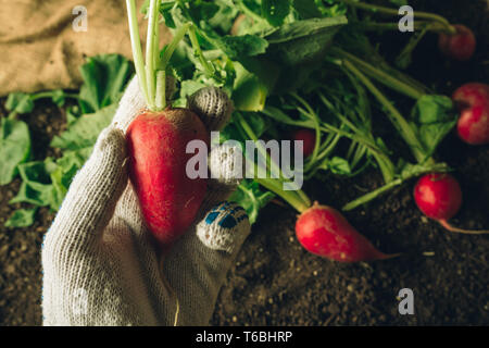 Farmer holding harvested radish, close up of hand with root vegetable