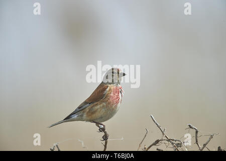 Common linnet, Carduelis cannabina, Europe Stock Photo