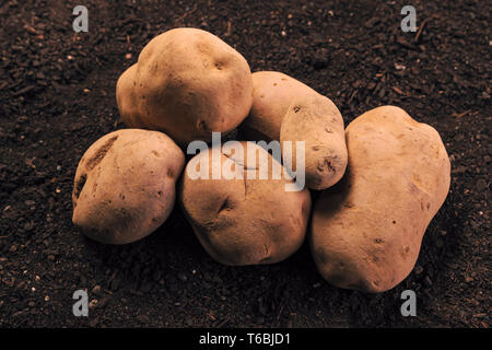 Harvested organic potato tubers on vegetable garden soil, close up of piled rhizome on ground Stock Photo