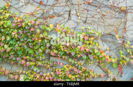 Grey stone wall with weaving grapes on surface. Stock Photo