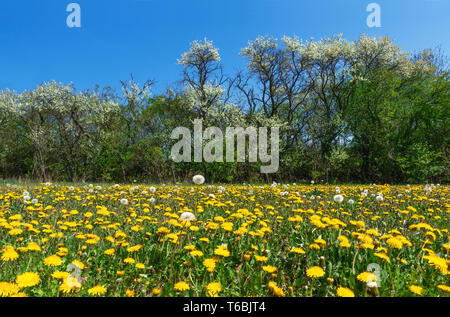 Blooming dandelion in front of a row with bushes Stock Photo