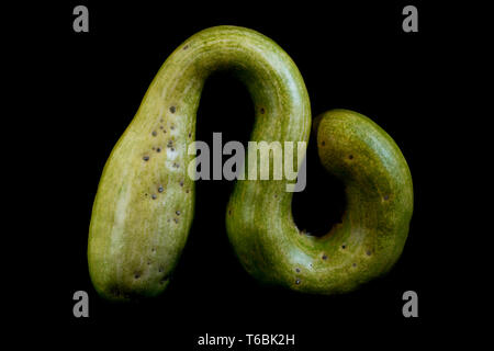 Close up of a green Snake Gourd on black background. Stock Photo