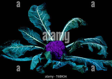 Close up of a freshly harvested purple cauliflower on black background. Stock Photo