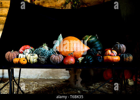 Large variety of freshly harvested pumpkins on black table. Stock Photo