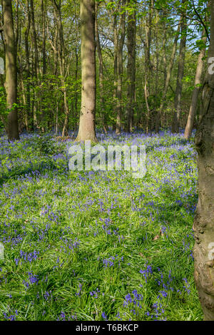 UK scene of Worcestershire woodland capturing blue carpet of the springtime flowers: English common bluebells (Hyacinthoides non-scripta).