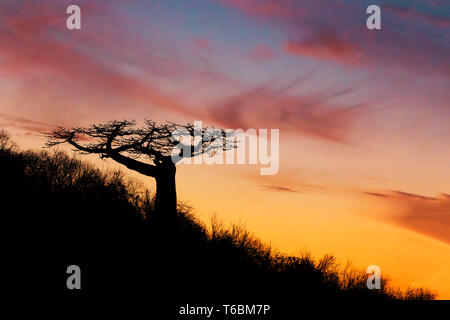 Baobab tree silhouette after sunset Madagascar Stock Photo