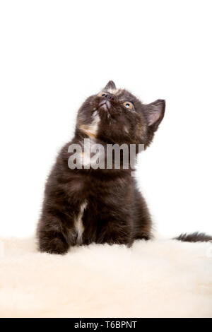 Portrait of British Shorthair Kitten sitting, 8 weeks old, Stock Photo