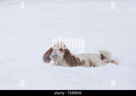 english cocker spaniel dog playing in snow winter Stock Photo