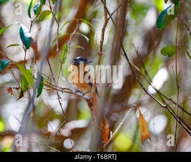 beautiful Madagascar bird Paradise-flycatcher Stock Photo