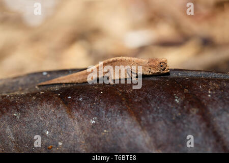 tiny chameleon Brookesia minima, micra, Madagascar Stock Photo