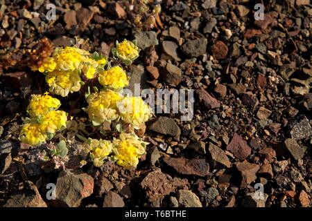 Yellow Rosita Cruckshaksia verticillata flower growing on dry ground of small stones in arid landscape of Atacama desert at Pan de Azucar Stock Photo