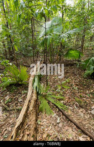 jungle in Tangkoko National Park, Indonesia Stock Photo