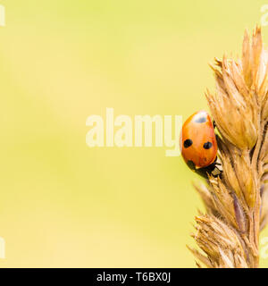 Ladybug Stock Photo