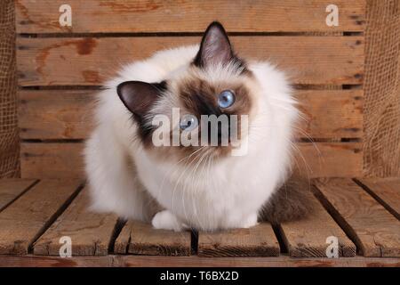 Sacred Cat of Birma, Birman Cat Stock Photo