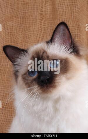 Sacred Cat of Birma, Birman Cat Stock Photo