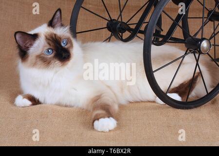 Sacred Cat of Birma, Birman Cat Stock Photo