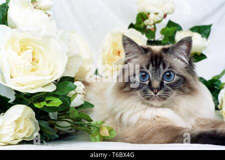 Sacred Cat of Birma, Birman Cat Stock Photo