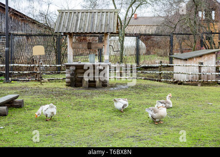 Geese on the green lawn Stock Photo