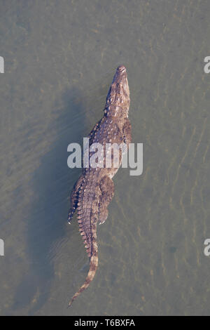 Crocodile swimming in river chithwan Nepal Stock Photo