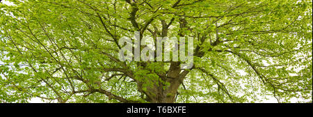 linden tree, genus tilia Stock Photo