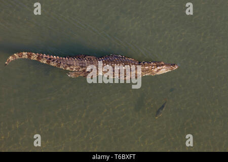 Crocodile swimming in river chithwan Nepal Stock Photo