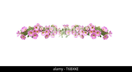 Pink petunia flowers string margin element isolated on white. Stock Photo