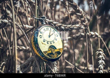 Antique pocket watch broken in wheat field Stock Photo
