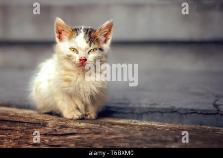 Homeless little cat on stairs Stock Photo