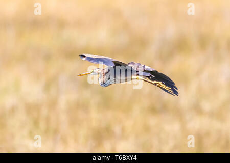 Grey Heron (Ardea cinerea) in flight over yellow rice field background in Donana National Park, Andalusia, Spain Stock Photo