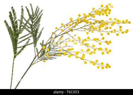 A sprig of flowering mimosa, isolated on white background Stock Photo