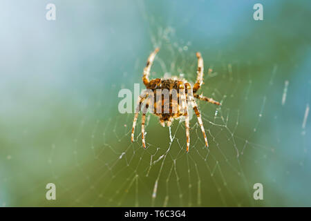 Cross spider in its web waiting for prey Stock Photo