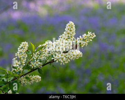 Bird cherry Prunus padus  hackberry, hagberry, or Mayday tree Stock Photo