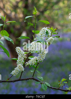 Bird cherry Prunus padus  hackberry, hagberry, or Mayday tree Stock Photo