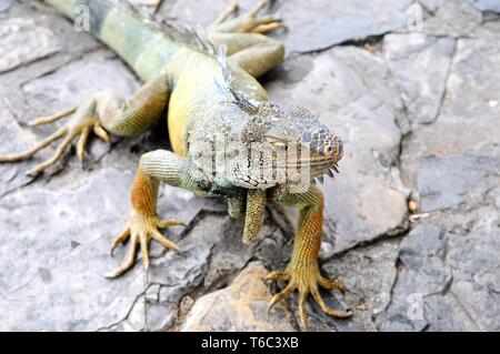 Iguana in the Parque de Las Iguanas Guayaquil Ecuador Stock Photo